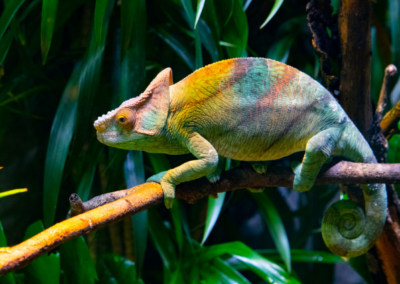 The changing role of the global mobility professional