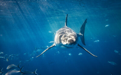 Close up of Great White Shark apex predator eye approaching camera