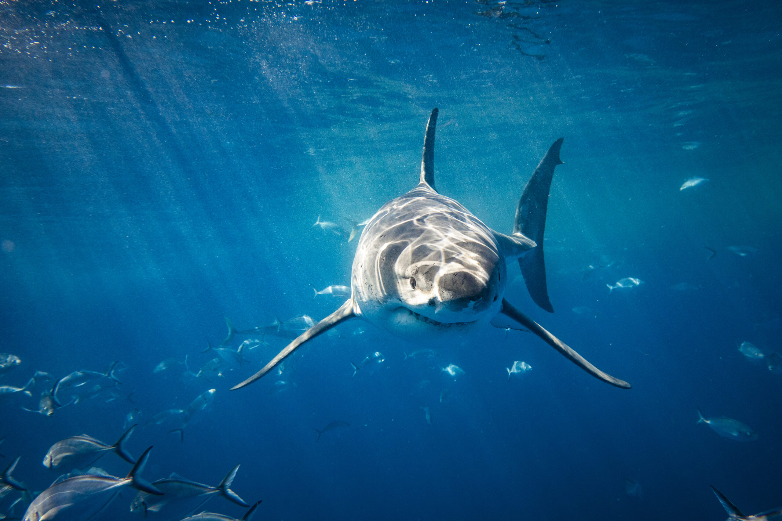 Close up of Great White Shark apex predator eye approaching camera