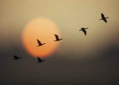 Global Mobility in transition: navigating compliance, technology, and the future of work